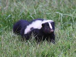 skunk
