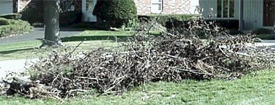 Example of bad tree branches