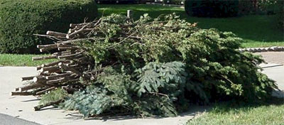 Example of good tree branches