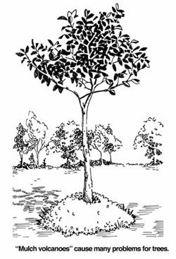 Mulch Volcano cause many problems for trees