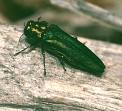 Emerald Ash Border Bug