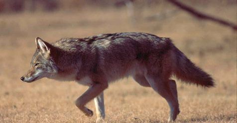 coyote