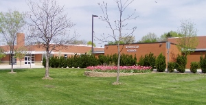 WESTFIELD TULIPS (2) (300x153)